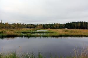 Kosteikko