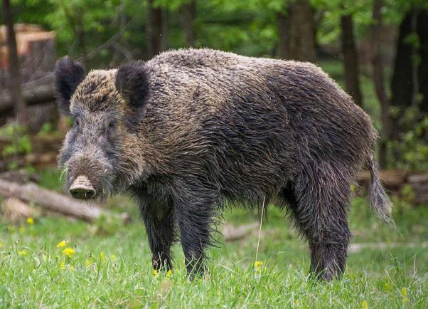20160208054949!Wildschein, Nhe Pulverstampftor (cropped)