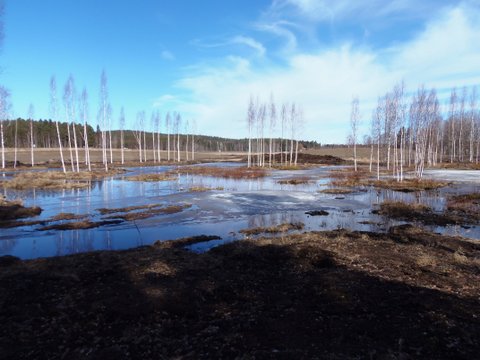 Kosteikko