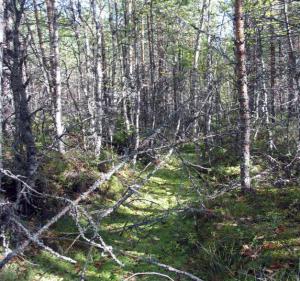 Turvemaa